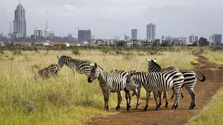 Au Kenya, une application veille au bien-être de la faune