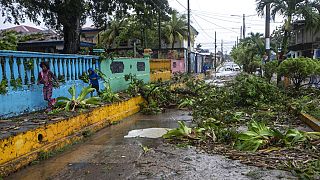 Kidőlt fák a Julia hurrikán után Nicaraguában