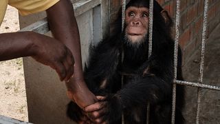 RDC : trois bébés chimpanzés otages depuis près d'un mois