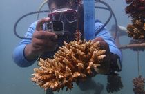 Ein künstliches Korallenriff vor der kenianischen Wasini-Insel im Juni 2022