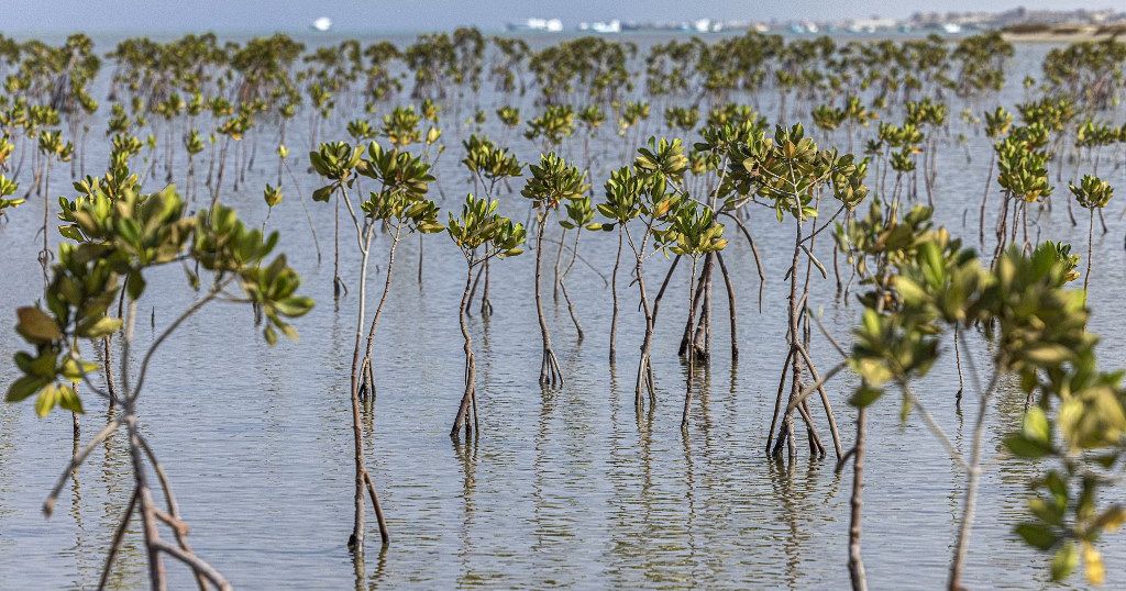 Egypt replants mangrove 'treasure' to fight climate change impacts - Vimarsana News