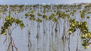 En Égypte, la réintroduction des mangroves pour préserver l'environnement