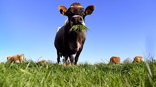 Archives : vaches dans un champ près de Cambridge, en Nouvelle-Zélande, le 30 mai 2018