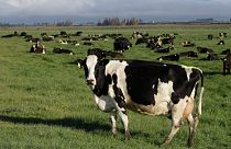 أبقار في مزرعة في نيوزيلندا