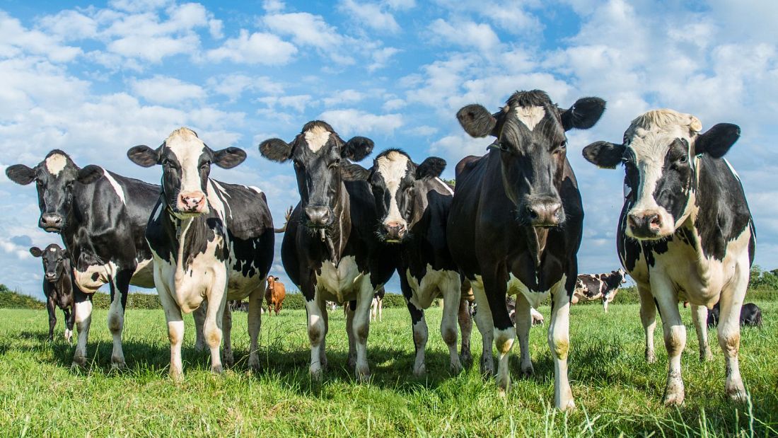 Cow burps to be taxed under ‘world first’ proposals by New Zealand