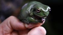 A frog perched on the hand of a biologist.
