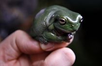 A frog perched on the hand of a biologist.