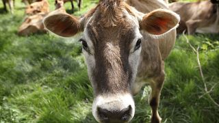 Fleischproduktion treibt Klimawandel und Hunger