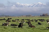 Коровы чрезвычайно важны для новозеландской экономики, но они же выделяют львиную долю парниковых газов