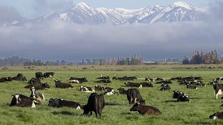 Коровы чрезвычайно важны для новозеландской экономики, но они же выделяют львиную долю парниковых газов