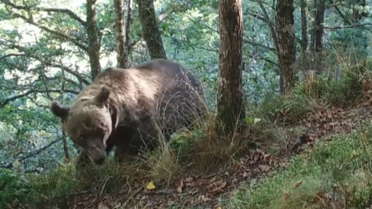 Un ours brun dans les Pyrénées