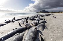 Több száz gömbölyűfejű-delfin sodródott partra a Chatnam-sziget két átellenes partszakaszán október elején