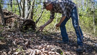 Foraging for mushrooms in the woods is a popular fall activity across Europe.