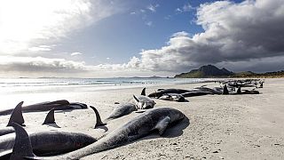 مجموعة من حيتان الطيار الميتة في شاطئ توبوانجي، جزر تشاتام، في أرخبيل تشاتام بنيوزيلندا، السبت 8 أكتوبر 2022