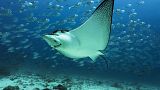 la perdita maggiore è stata rilevata tra le specie d'acqua dolce, con un calo di oltre l'80%