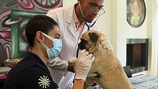  Egypte : la population d'animaux domestiques en hausse
