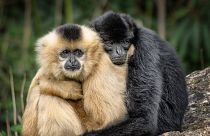 Tonkin Black Crested Gibbons. A new report has found that animal species have declined up to 94 per cent in just 50 years.