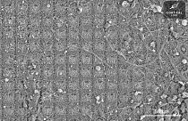 Image au microscope d'une culture de neurones. Selon des neuroscientifiques australiens, ces cellules cérébrales ont démontré un "comportement intelligent et sensible".