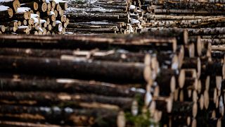 Felled trees stacked ready for transportation to the sawmill at a forestry plot near Vologda in 2021. Europeans are investing in wood amid the energy crisis.