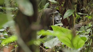 Cameroon bets on ecotourism to reduce human-wildlife conflicts