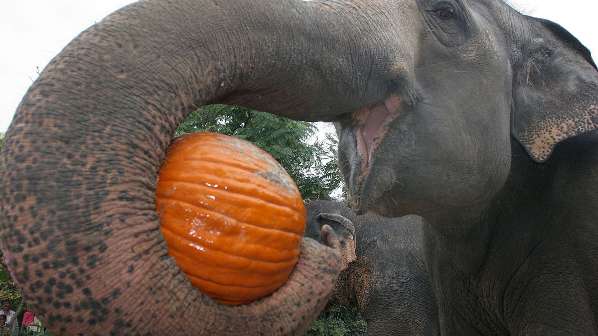 فيل يتناول القرع في حديقة الحيوانات في سينسيناتي 