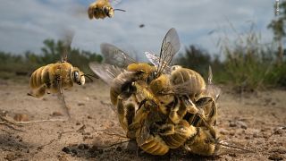 Winner, Behaviour Invertebrates: The big buzz