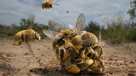 Winner, Behaviour Invertebrates: The big buzz