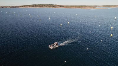 A seaweed farm on the west coast of Sweden