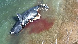 Una ballena muerta flota en la orilla cerca de Puerto Madryn, Argentina