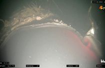 Повреждения, обнаруженные водолазами на трубопроводе "Северный поток"