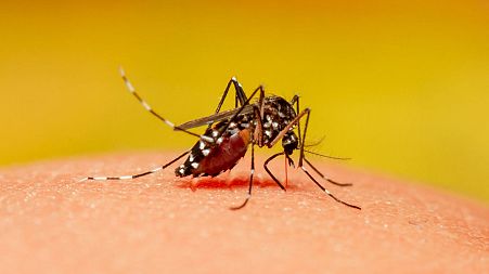 Mosquitoes don't bite everyone equally, and scientists think they've found out why - it has to do with your body odour.