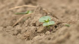 Gli esperti: Gli esperti: “Più i fertilizzanti sono cari, meno l’agricoltura produce. Urgente emanciparsi dall’import russo anche per salvare il Pianeta”