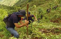 Kokacserje-ültetvény Kolumbiában