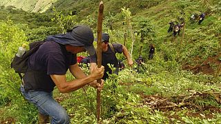 Kokacserje-ültetvény Kolumbiában