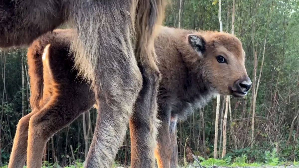 The bison calf was a delightful surprise for rangers in Kent.