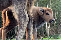 The bison calf was a delightful surprise for rangers in Kent.