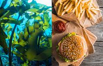 Researchers have managed to extract a polymer from seaweed that could be used to construct seafood packaging.
