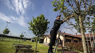 Посадка деревьев в Миланском регионе