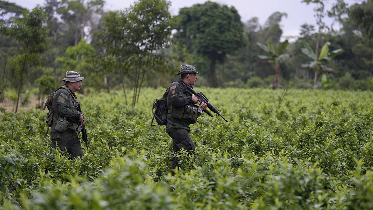 Une unité anti-narcotiques de la police colombienne en opération dans une plantation de coca à La Hormiga, Putumayo, en avril 2022.