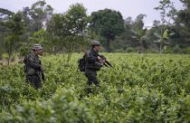 Une unité anti-narcotiques de la police colombienne en opération dans une plantation de coca à La Hormiga, Putumayo, en avril 2022.