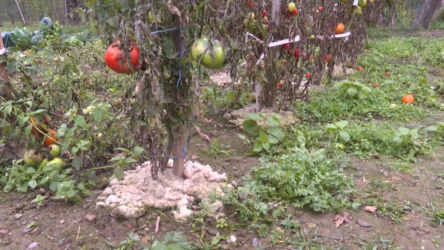 La sfida bio del fertilizzante prodotto con la lana di pecora | Euronews