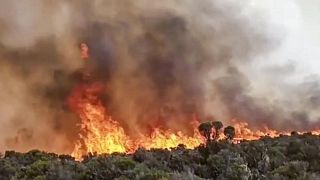 Tanzanian firefighters battle blaze on Mount Kilimanjaro