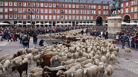 A flock of sheep are driven across Plaza Mayor in central Madrid