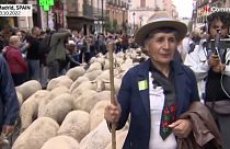 Shepherds bring their flocks to Madrid