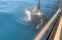 Ein Killerwal taucht direkt neben einem Boot ins Wasser.
