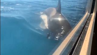 Comportamentos não são agressivos trata-se da curiosidade de um grupo de jovens cetáceos