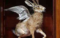Taxidermy version of the dreaded Wolpertinger