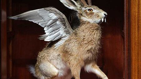 Taxidermy version of the dreaded Wolpertinger
