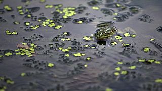 Una rana asoma en las aguas del Techirghiol, el lago de agua salada más grande de Rumanía.