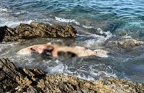 Η νεκρή φώκια